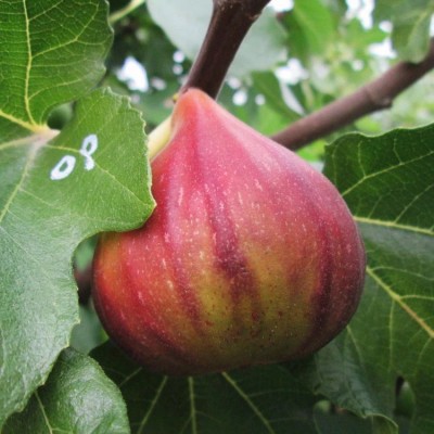 Ficus osborne prolific