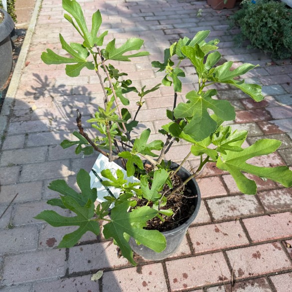 Ficus osborne prolific