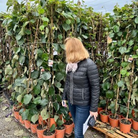 Actinidia chinensis 'Hayward' - Termő kiwi