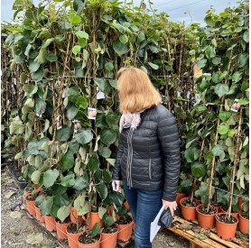 Actinidia chinensis 'Tomuri' - Porzó kiwi