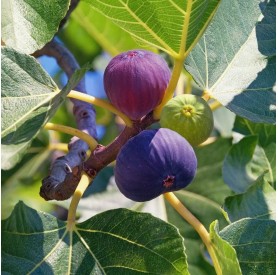 Ficus carica