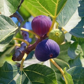 Ficus carica
