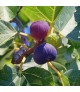 Ficus carica