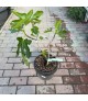 Ficus carica