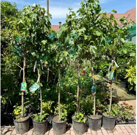 Ficus carica - Füge