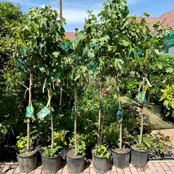 Ficus carica - Füge