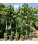 Ficus carica - Füge