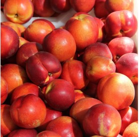 Prunus persica ‘Andosa’ - Őszibarack