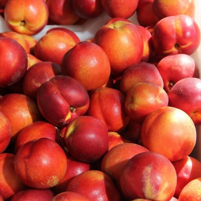 Prunus persica ‘Andosa’ - Őszibarack