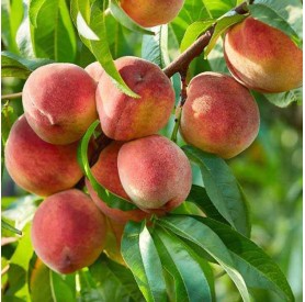 Prunus persica ‘Dixired’ - Őszibarack