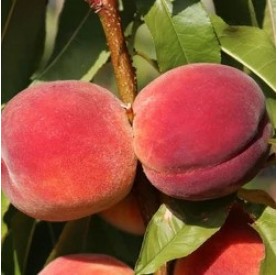 Prunus persica ‘Redhaven’ - Őszibarack