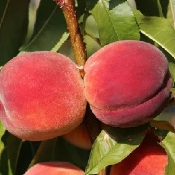 Prunus persica ‘Redhaven’ - Őszibarack