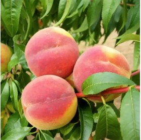 Prunus persica ‘Crestheaven’ - Őszibarack