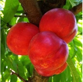 Prunus persica ‘Flavortop’ - Őszibarack