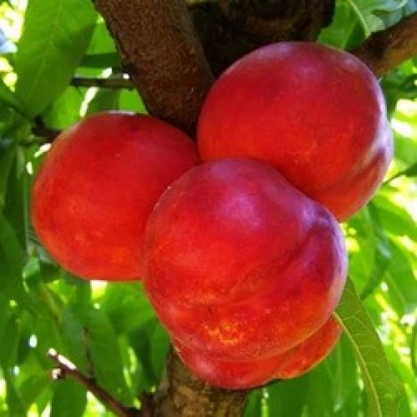 Prunus persica ‘Flavortop’ - Őszibarack