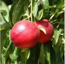 Prunus persica ‘Vénusz’ - Őszibarack