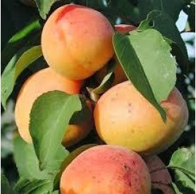 Prunus armeniaca 'Bergeron' - Kajszi