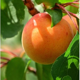 Prunus armeniaca 'Ceglédi óriás' - Kajszi