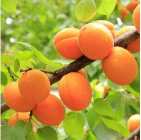 Prunus armeniaca 'Gönczi magyar' - Kajszi