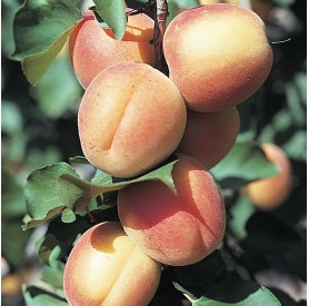 Prunus armeniaca 'Harcot' - Kajszi