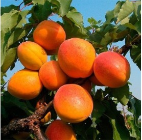 Prunus armeniaca 'Magyarkajszi' - Kajszi