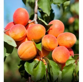 Prunus armeniaca 'Mandulakajszi' - Kajszi