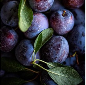 Prunus domestica 'Althán ringló' - Szilva