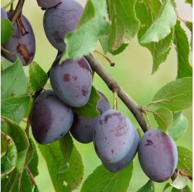 Prunus domestica 'Besztercei' - Szilva