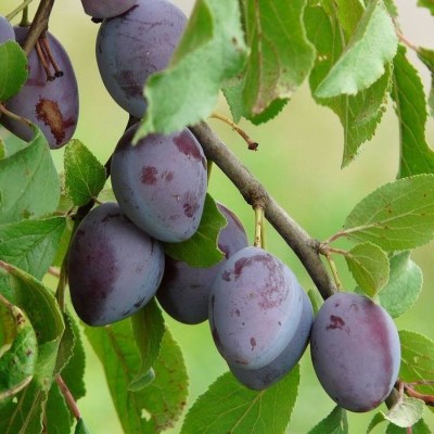 Prunus domestica 'Besztercei' - Szilva