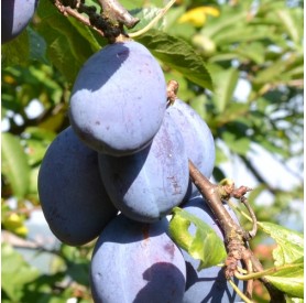 Prunus domestica 'Cacanska Rodna' - Szilva