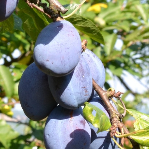 Prunus domestica 'Cacanska Rodna' - Szilva