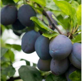 Prunus domestica 'Stanley' - Szilva