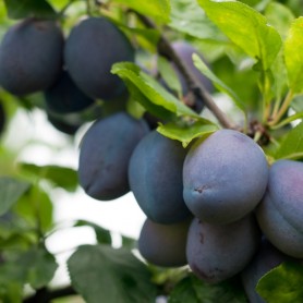 Prunus domestica 'Stanley' - Szilva