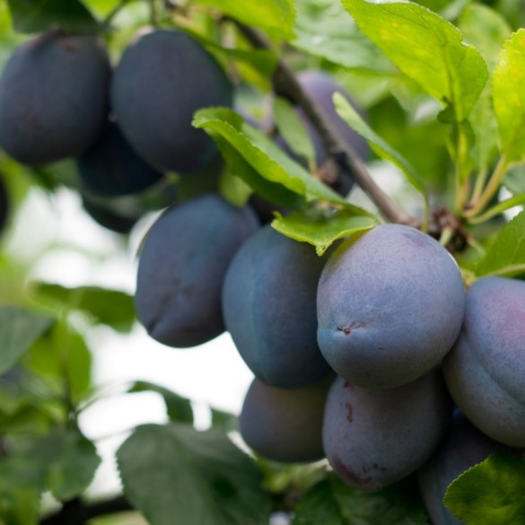 Prunus domestica 'Stanley' - Szilva