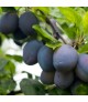 Prunus domestica 'Stanley' - Szilva