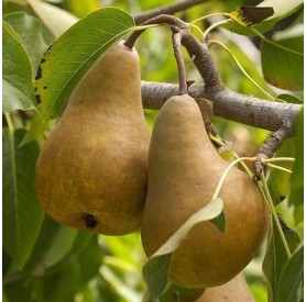 Pyrus communis 'Bosch Kobak' - Körte