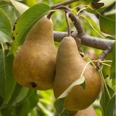 Pyrus communis 'Bosch Kobak' - Körte