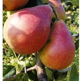 Pyrus communis 'Clapp kedveltje' - Körte