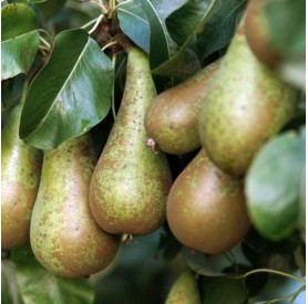 Pyrus communis 'Conference' - Körte