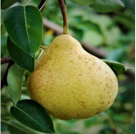 Pyrus communis 'Hardenpoint' - Körte