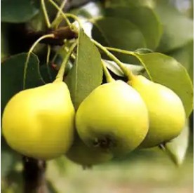 Pyrus communis 'Ilonka' - Körte