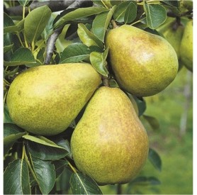 Pyrus communis 'Vilmos' - Körte