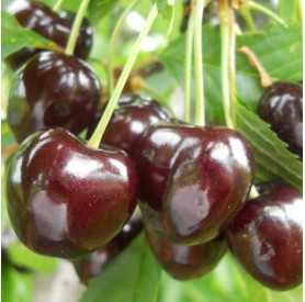 Prunus avium 'Germesdorfi 3' - Cseresznye