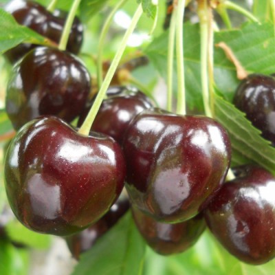 Prunus avium 'Germesdorfi 3' - Cseresznye