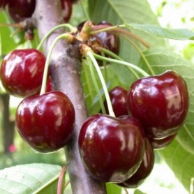 Prunus avium 'Heidelfingeni óriás' - Cseresznye Prunus avium 'Heidelfingeni óriás' - Cseresznye