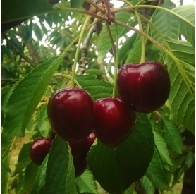Prunus avium 'Linda' - Cseresznye