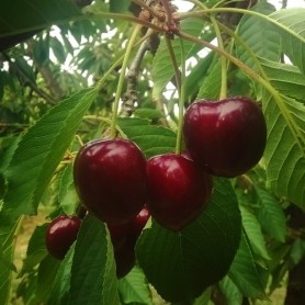 Prunus avium 'Linda' - Cseresznye Prunus avium 'Linda' - Cseresznye