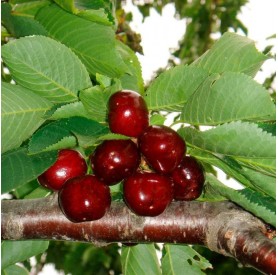 Prunus avium 'Van' - Cseresznye