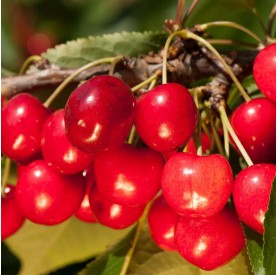 Prunus avium 'Stella' - Cseresznye