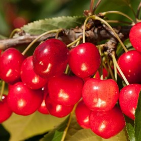 Prunus avium 'Stella' - Cseresznye Prunus avium 'Stella' - Cseresznye